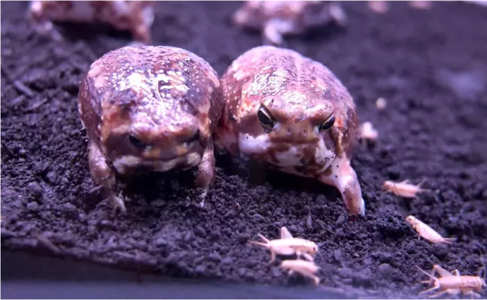 alimentação do sapo da chuva do deserto