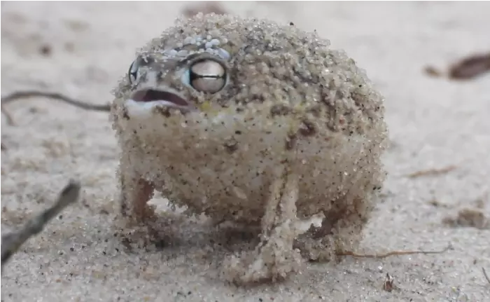 habitat do sapo da chuva do deserto