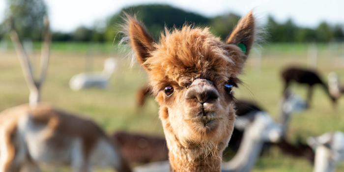 aparência da alpaca