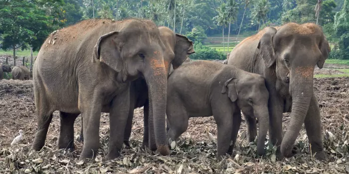 aparência do elefante asíatico