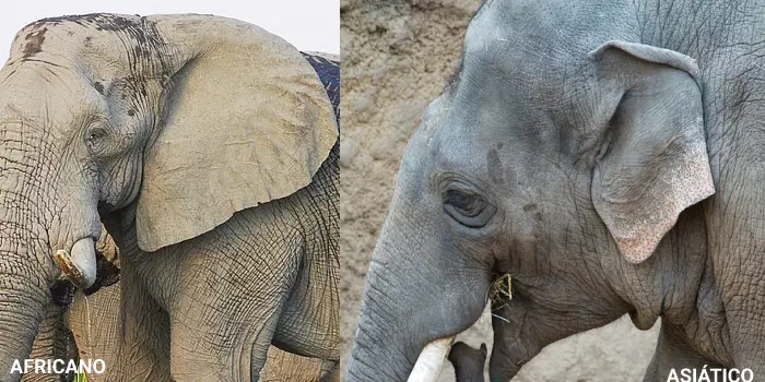 diferença das orelhas do elefante africano e asiático