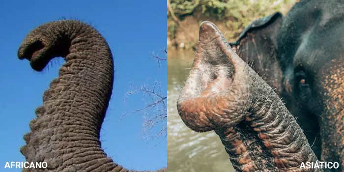 diferença das trombas do elefante africano e asiático