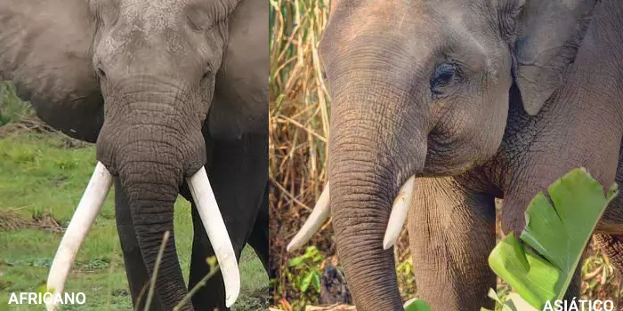 diferença das presas do elefante africano e asiático