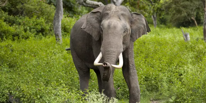 Elefante Indiano