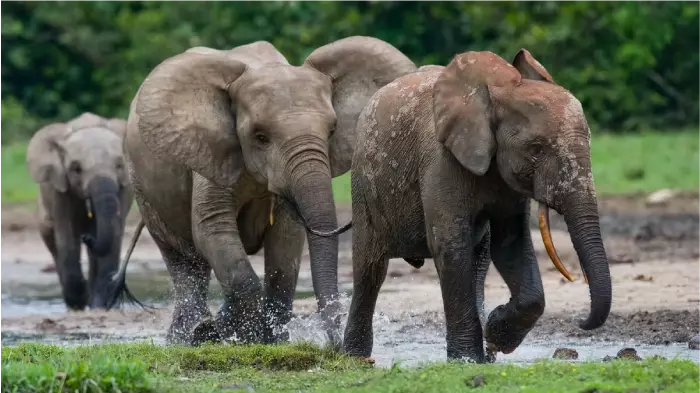 elefante da floresta