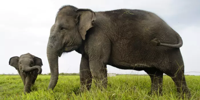 Elefante de Sumatra