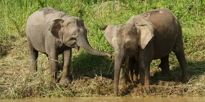 elefante pigmeu de borneu