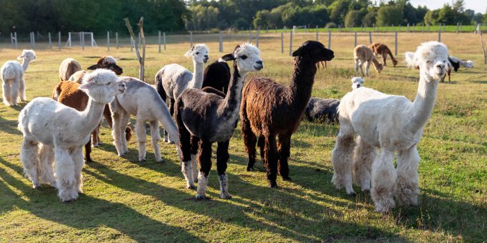 estilo de vida da alpaca