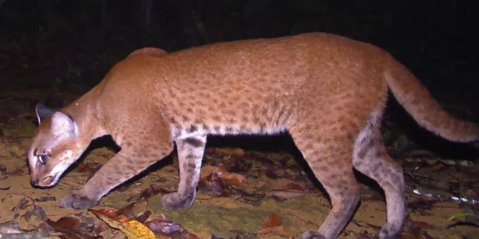 gato-dourado-africano