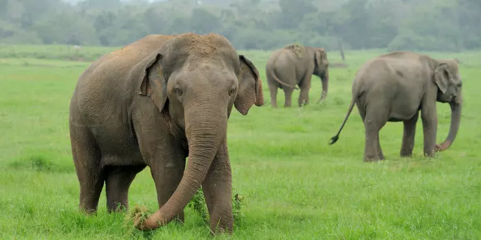 habitat do elefante asiático