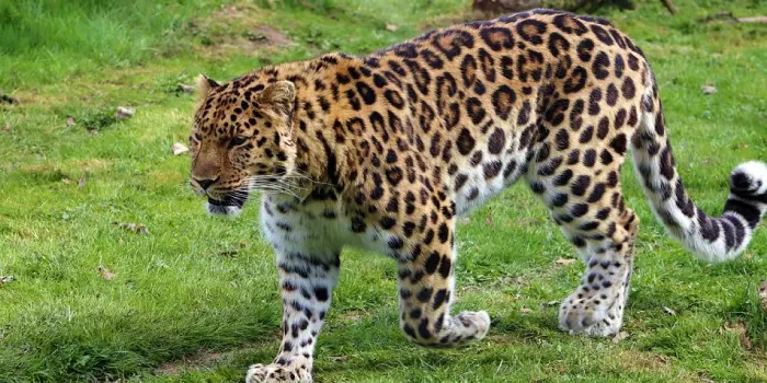 leopardo-de-amur