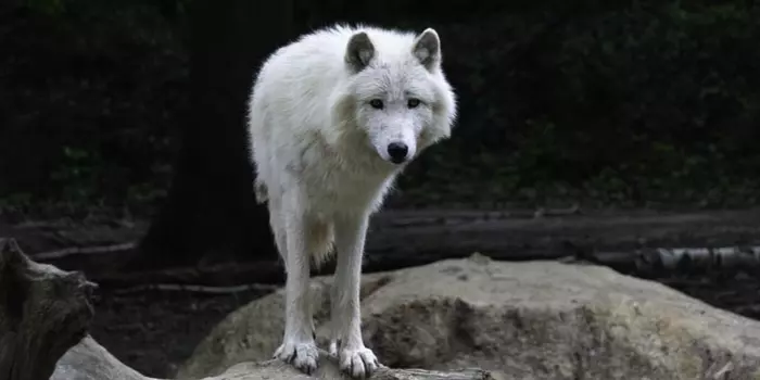 lobo-do-ártico