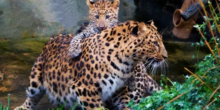 reprodução do leopardo-de-amur