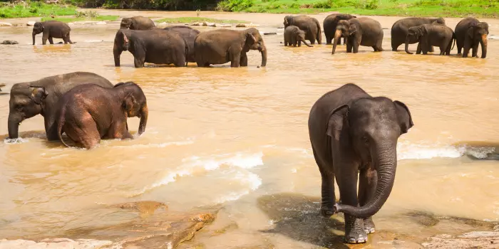 status de conservação do elefante asiático