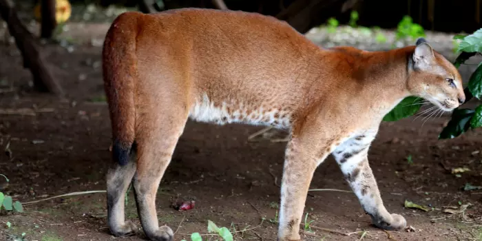 status de conservação do gato-dourado-africano