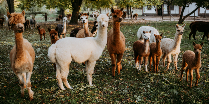 status de conservação da alpaca