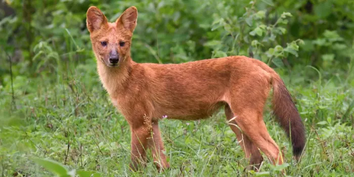 Dhole