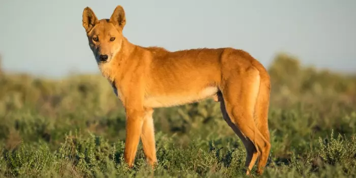 Dingo