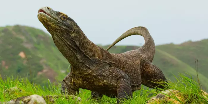 Dragão de komodo