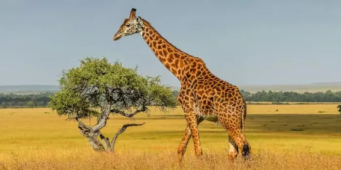 Girafa