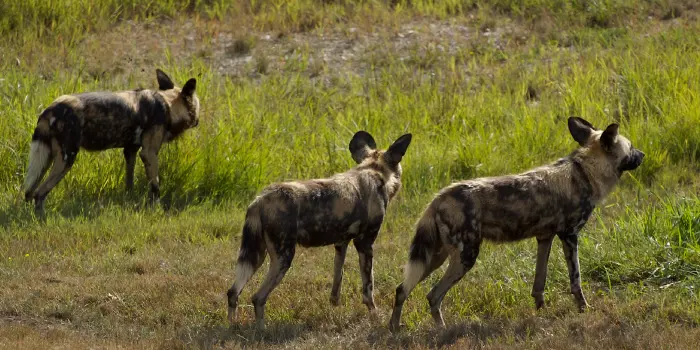 Habitat do cão selvagem africano