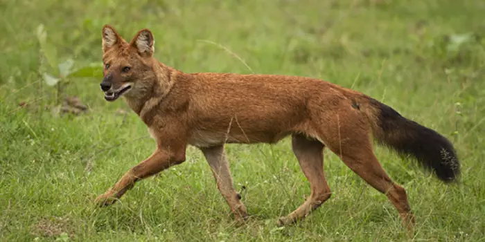 Habitat do cão selvagem asiático