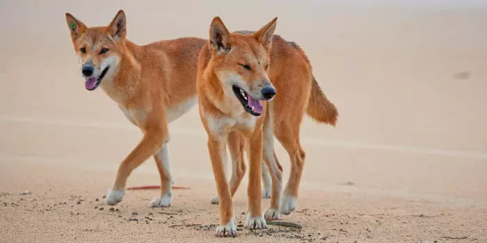 Dingo é o cão fofo mais perigoso do mundo