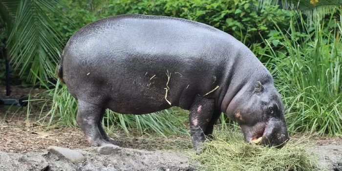 Habitat do hipopótamo pigmeu