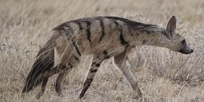 Habitat do lobo da terra