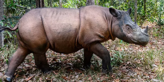 Habitat do rinoceronte de Sumatra