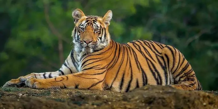 habitat do tigre de bengala
