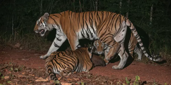 Habitat do tigre indochinês