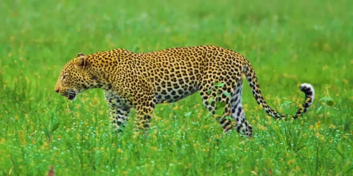 Leopardo