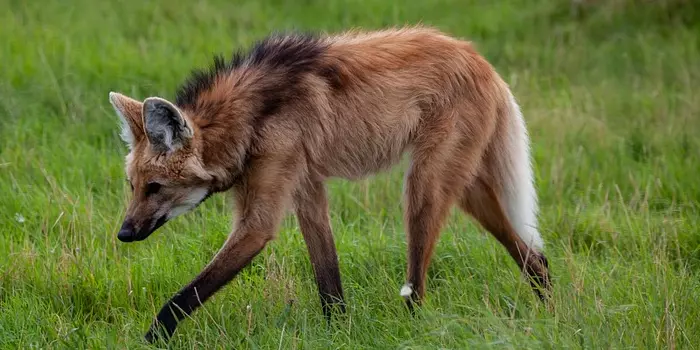 Lobo-guará