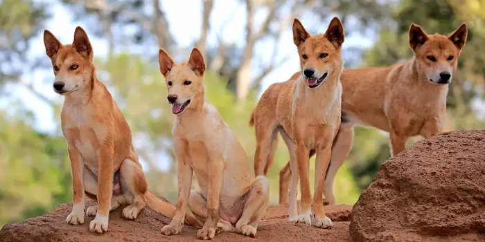 Reprodução de dingos