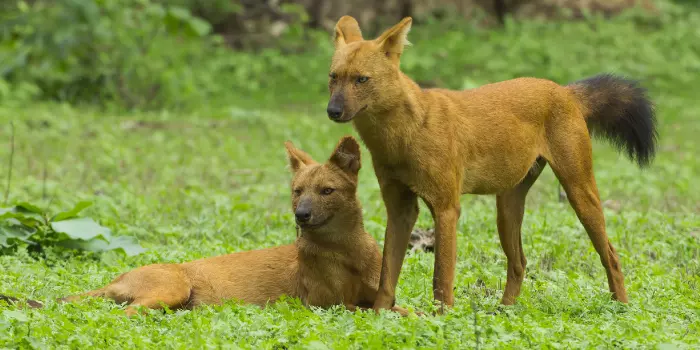 Reprodução do cão selvagem asiático