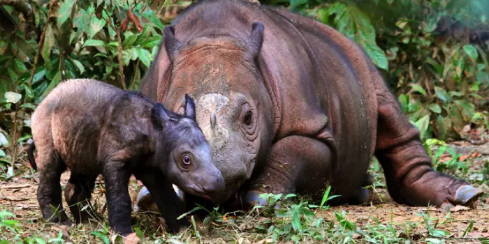 Reprodução do rinoceronte de Sumatra