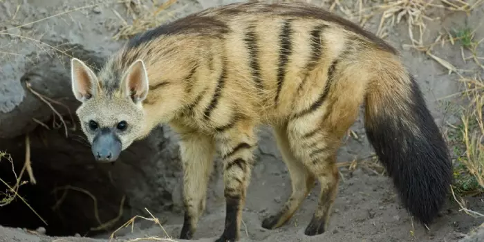 Status de conservação do lobo da terra