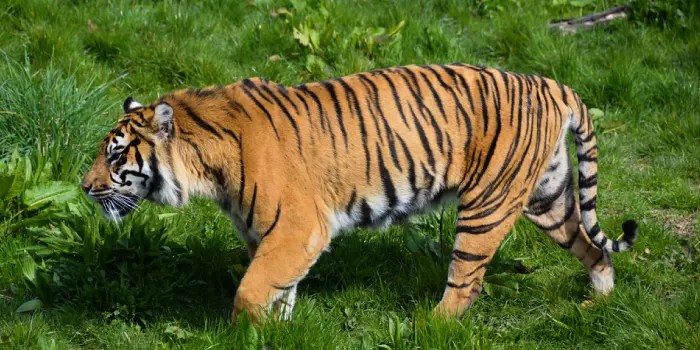 Tigre de Sumatra