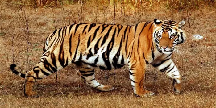tigre indiano