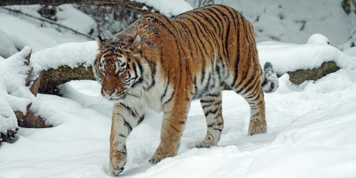 Tigre Siberiano Natureza Animal