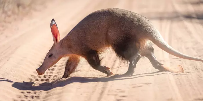 10 curiosidades sobre o Aardvark