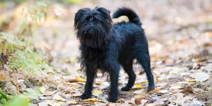 Affenpinscher