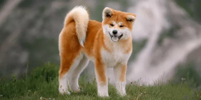 Akita Inu