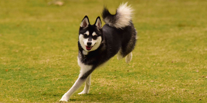 Alaskan Klee Kai