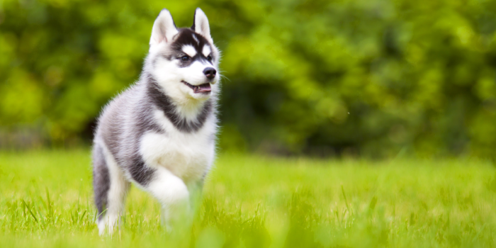 Alimentação do Alaskan Klee Kai