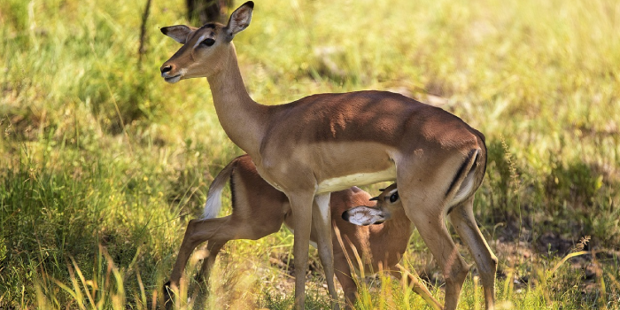 Características da impala