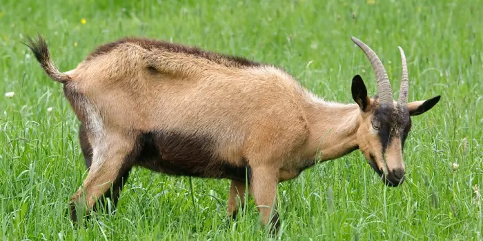 Características das Cabras