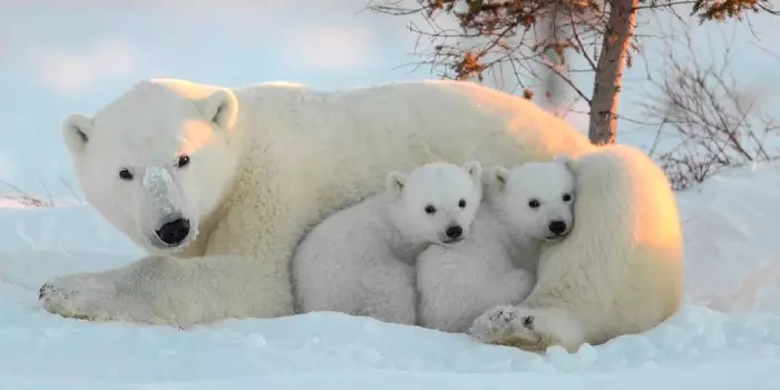 Características do Urso-Polar