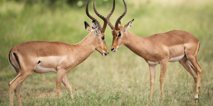 Comportamento de impala